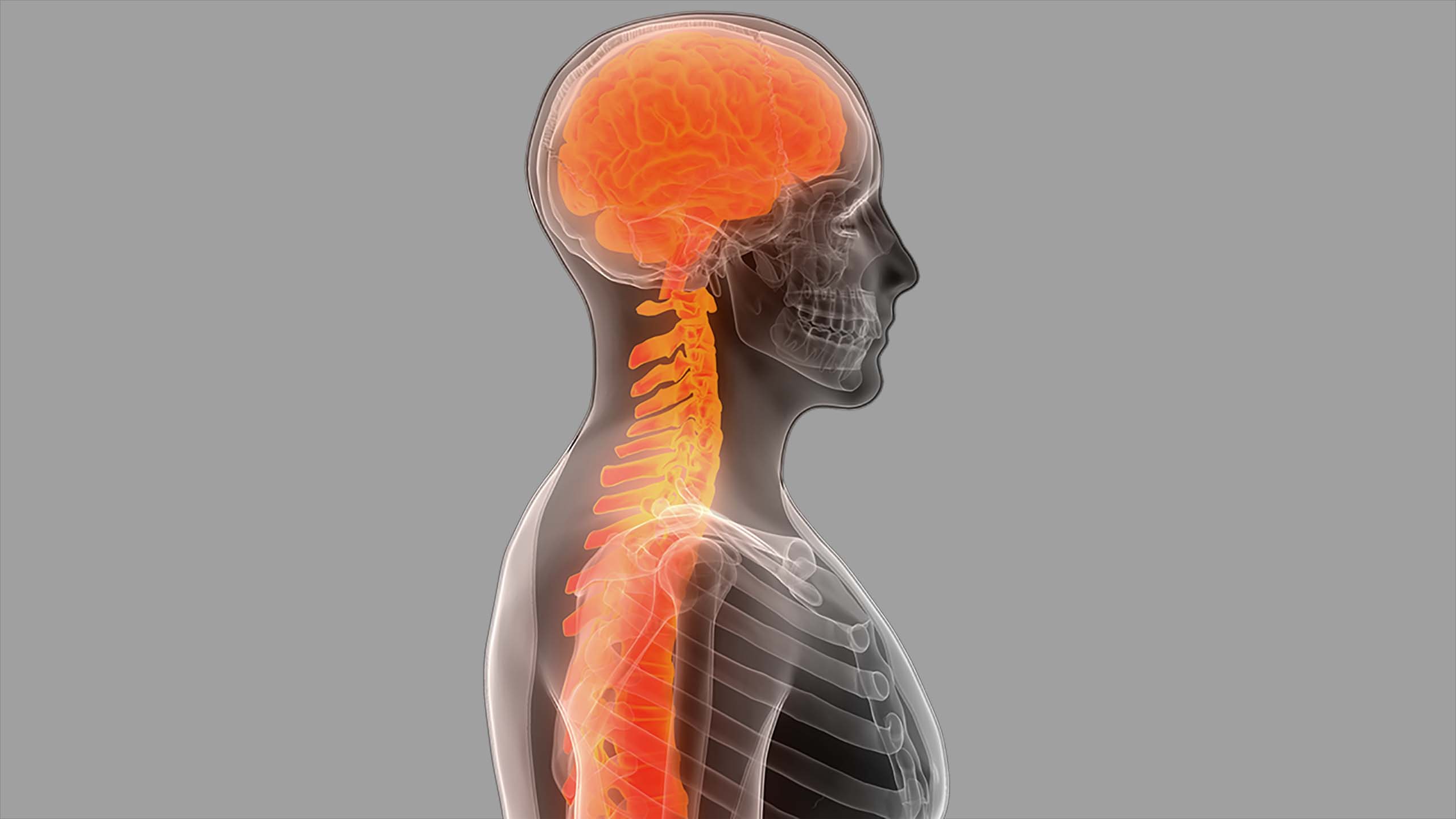 Gehirn und Rückenmak in einem menschlichem Skelett